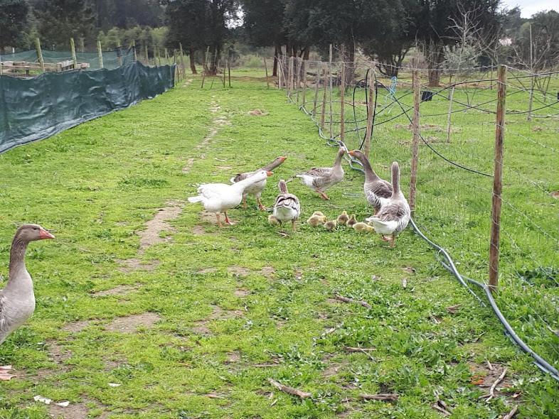 דירות בומברל Granja Mg מראה חיצוני תמונה